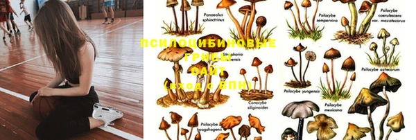гашик Алзамай
